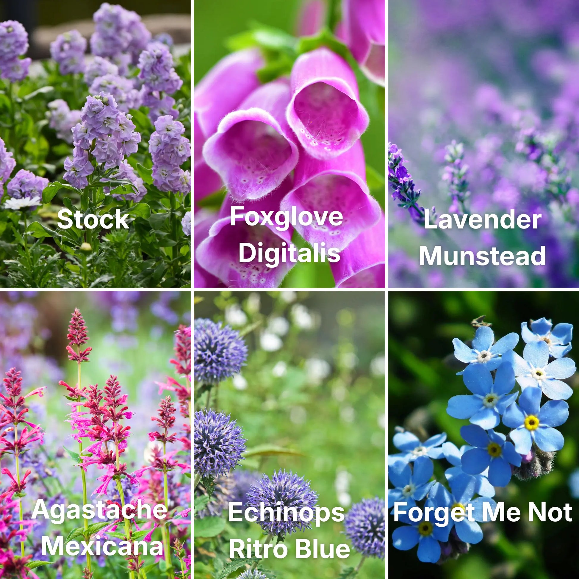 6 varieties of flowers seeds