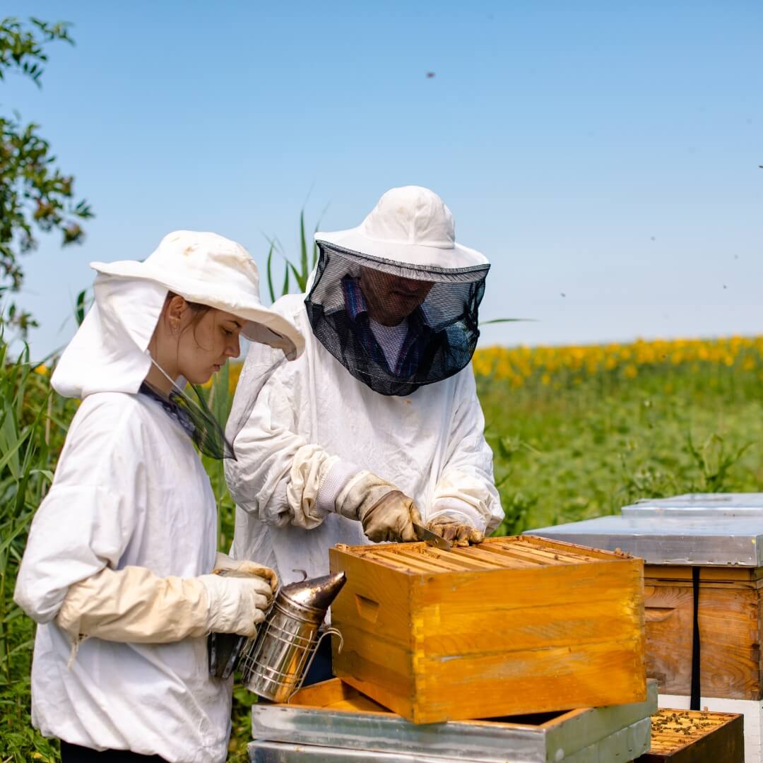 Two people in beekeeping suits inspecting honeycomb frames in a field.