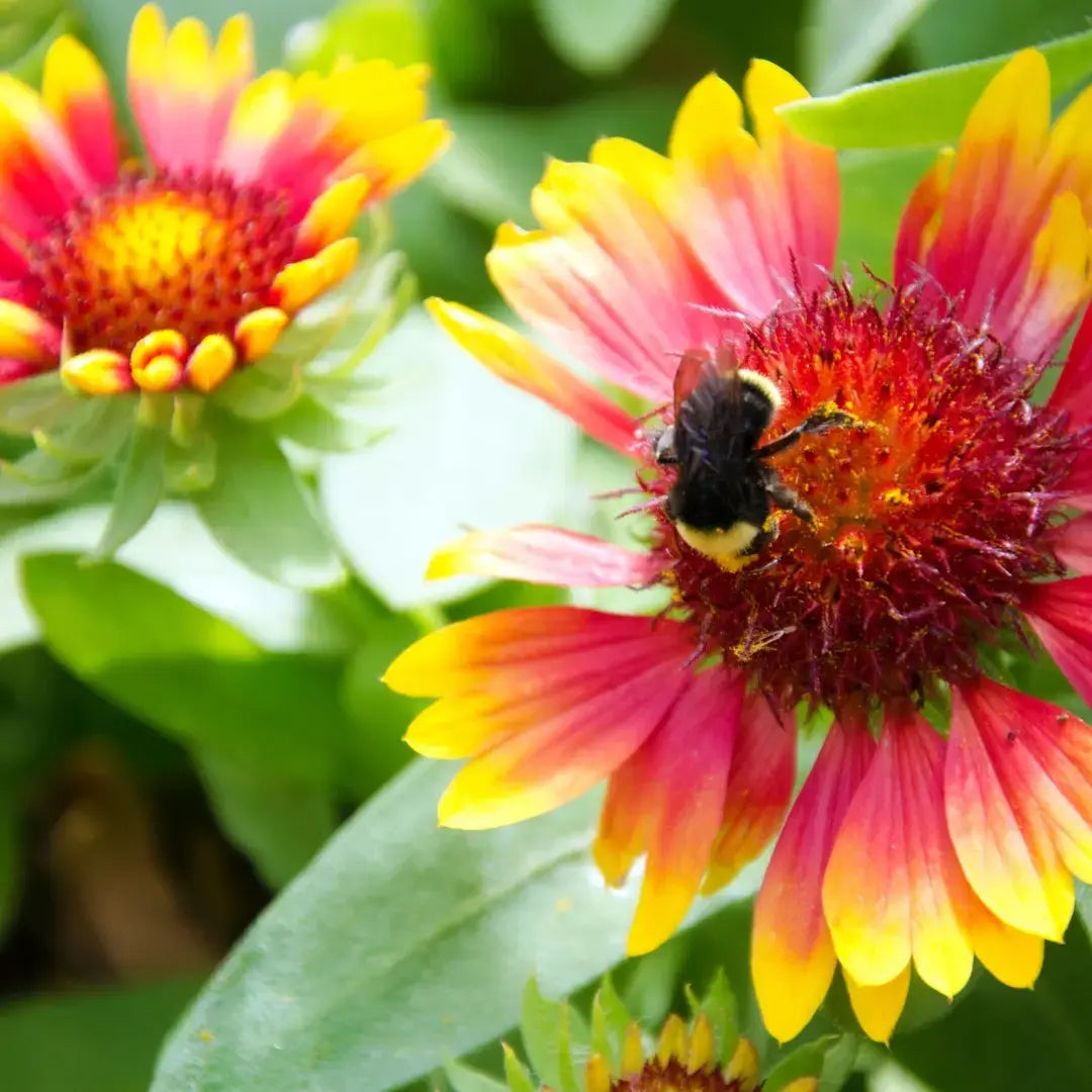 Bumblebee on a red and yellow flower with green leaves in the background